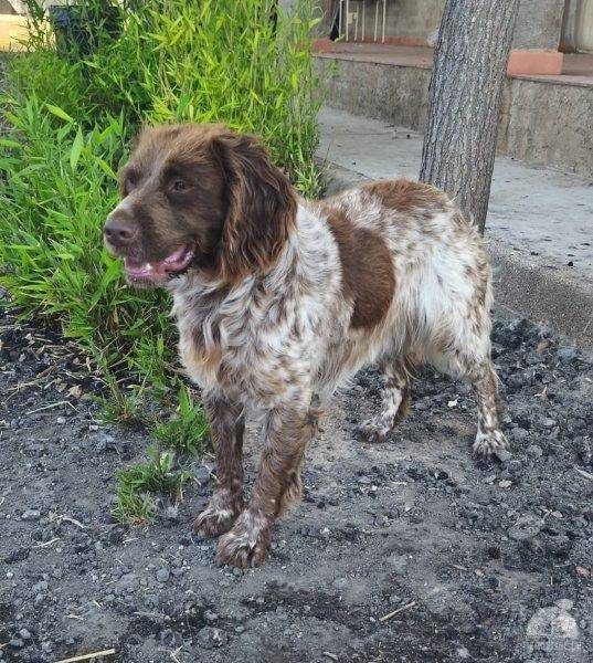 Hunde Ausland