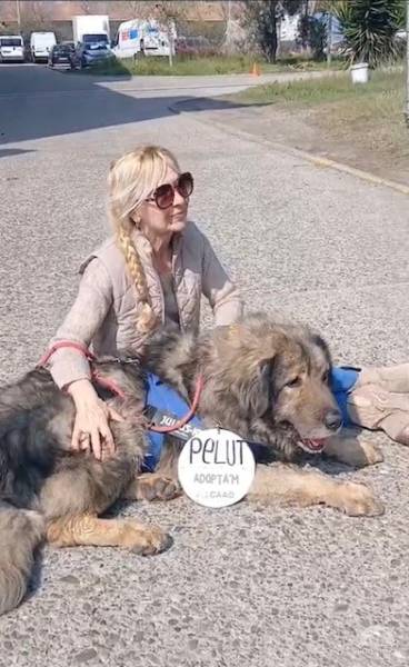 Hunde Ausland