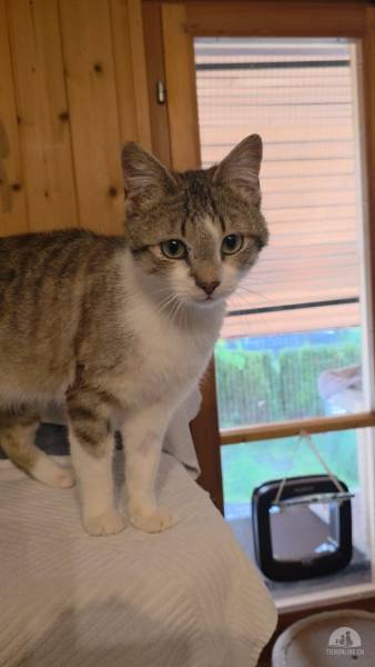 Katzen Schweiz