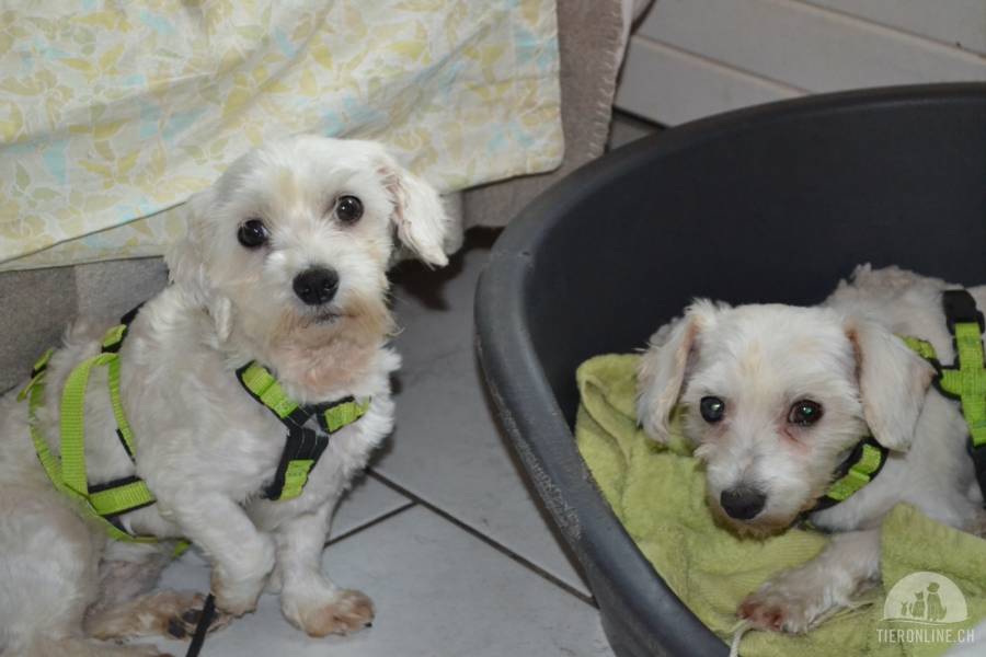 Hunde Schweiz