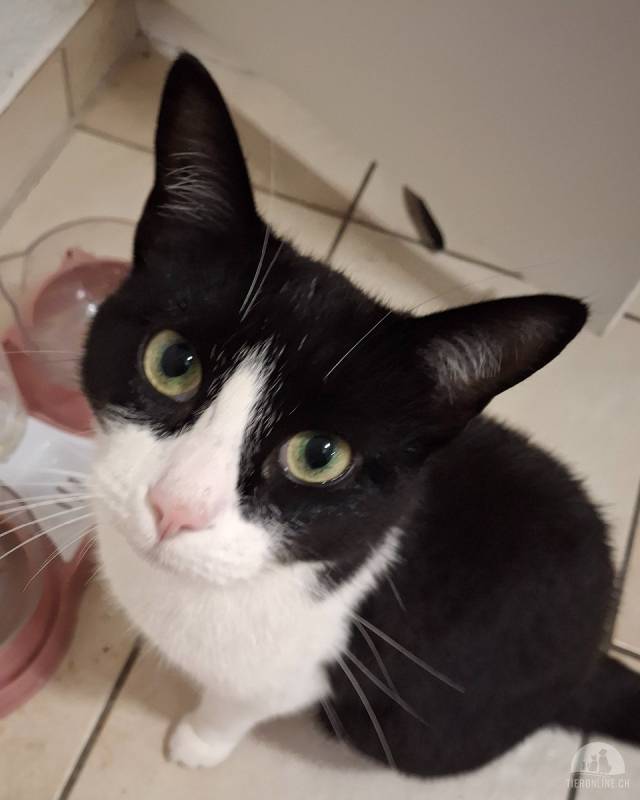 Junge verspielte Katze