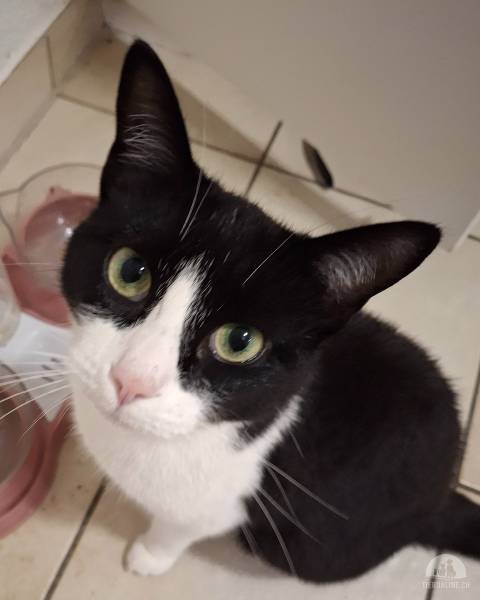 Katzen Schweiz