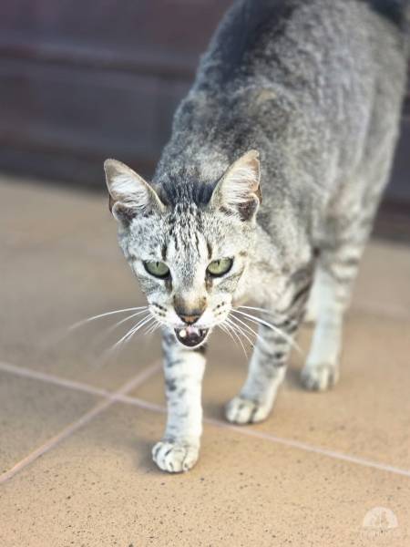 Katzen Ausland