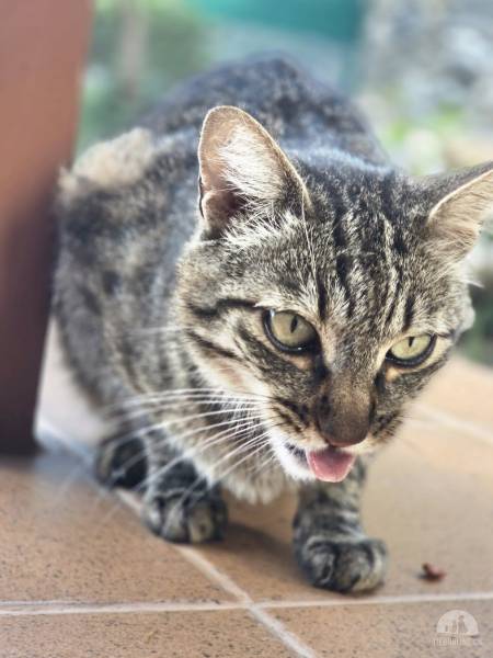 Katzen Ausland