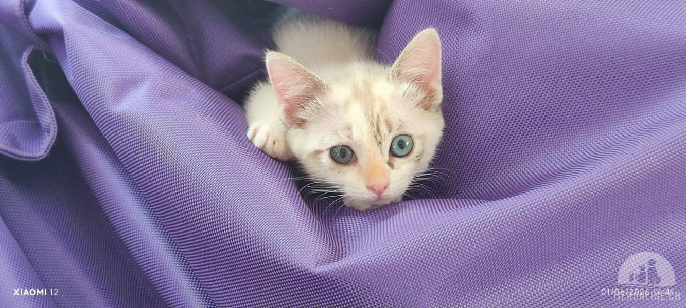 Katzen Ausland