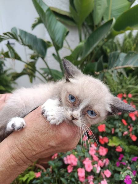 Katzen Ausland