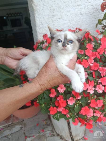Katzen Ausland