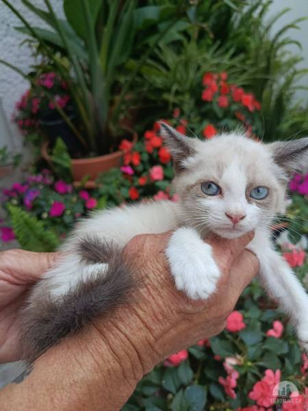 Katzen Ausland