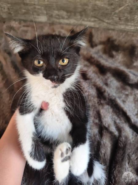 Katzen Ausland