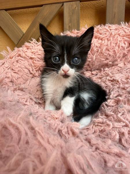 Katzen Ausland