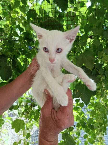 Katzen Ausland