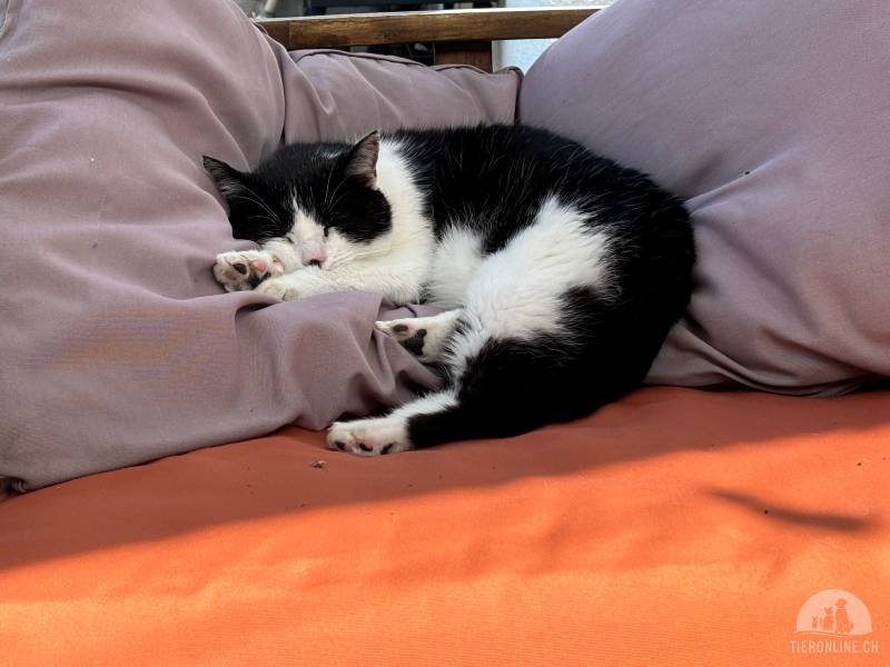 Katzen Schweiz