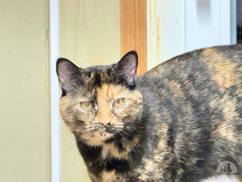 Katzen Schweiz