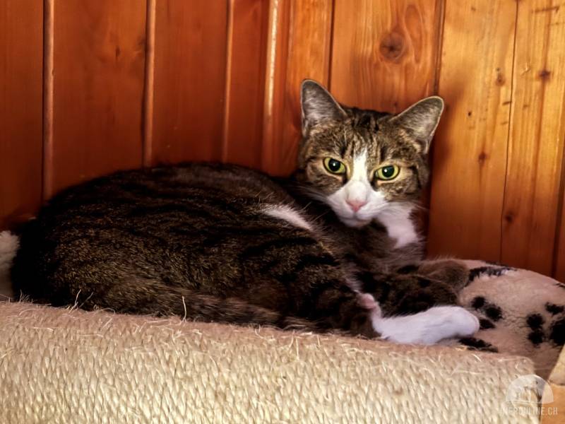 Katzen Schweiz