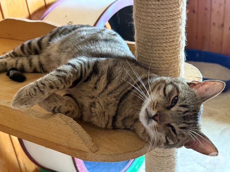 Katzen Schweiz