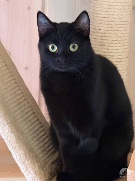 Katzen Schweiz