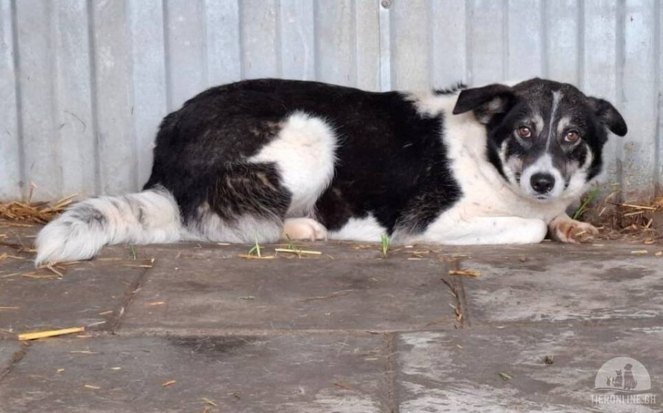 Hunde Deutschland