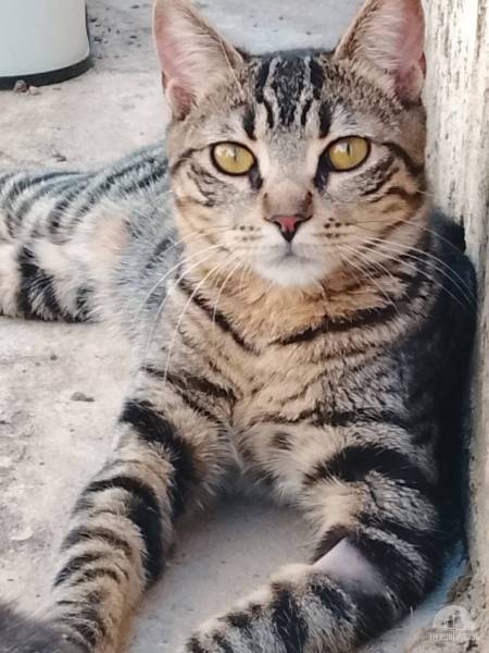 Katzen Ausland