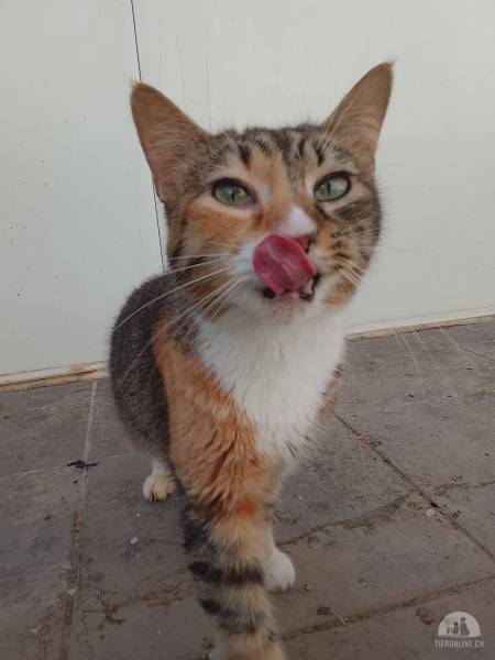 Katzen Ausland