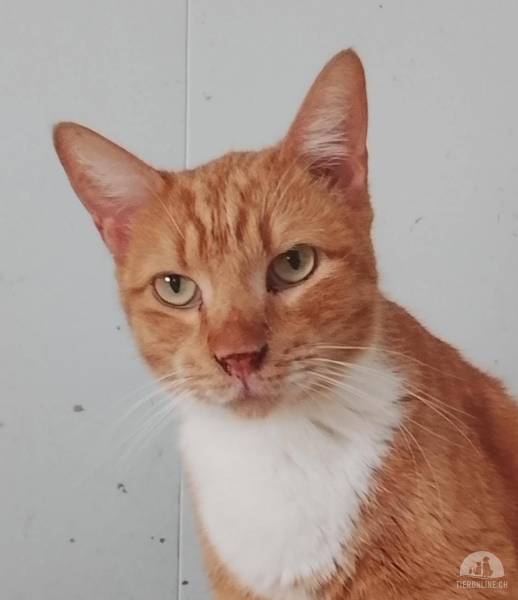 Katzen Ausland