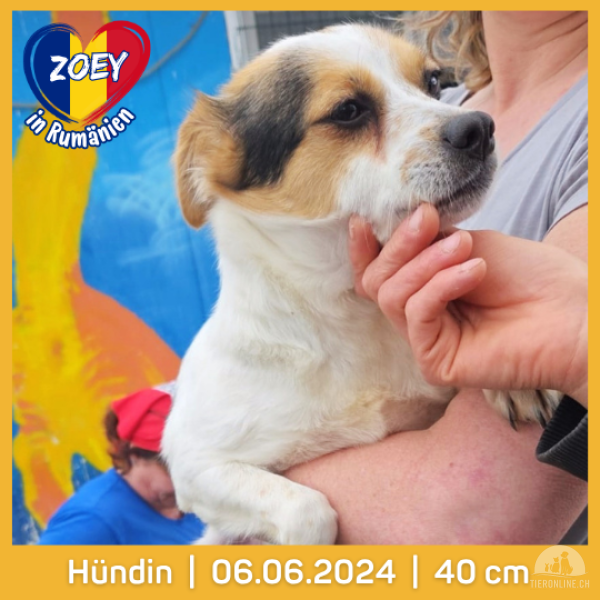Hunde Ausland