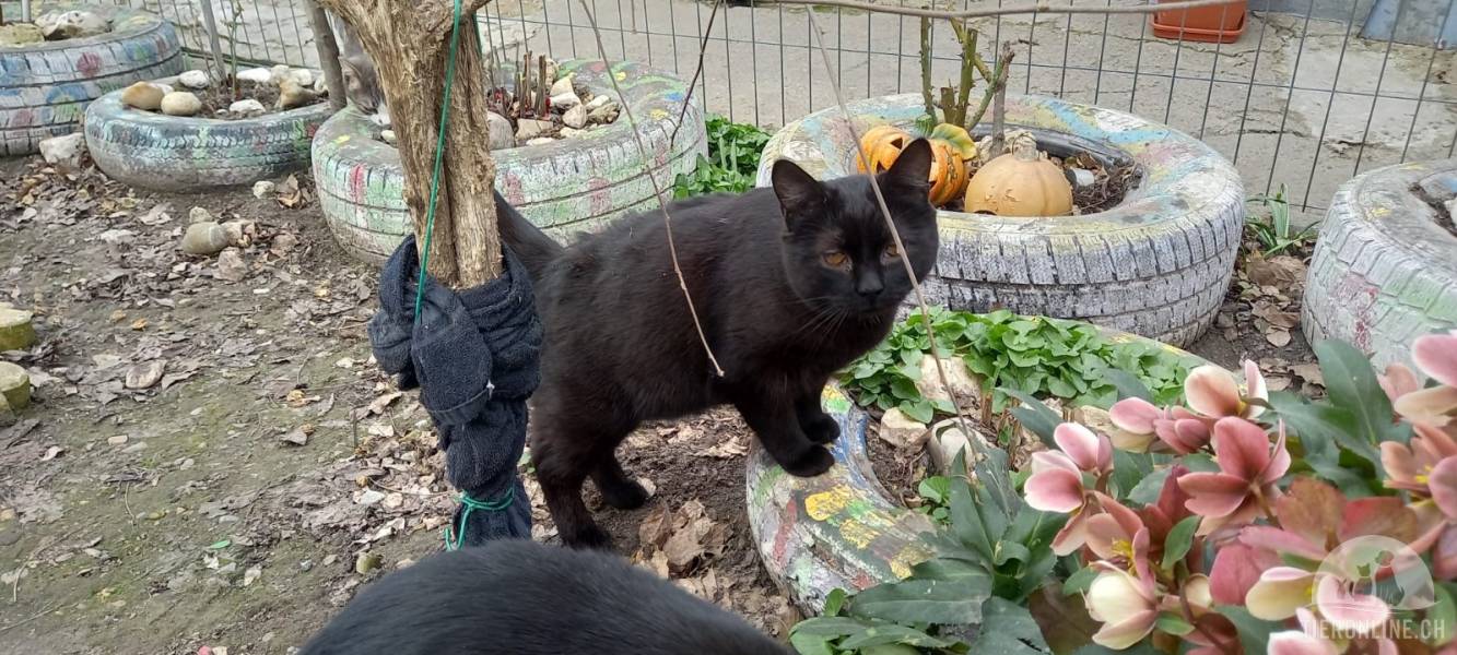 Katzen Ausland