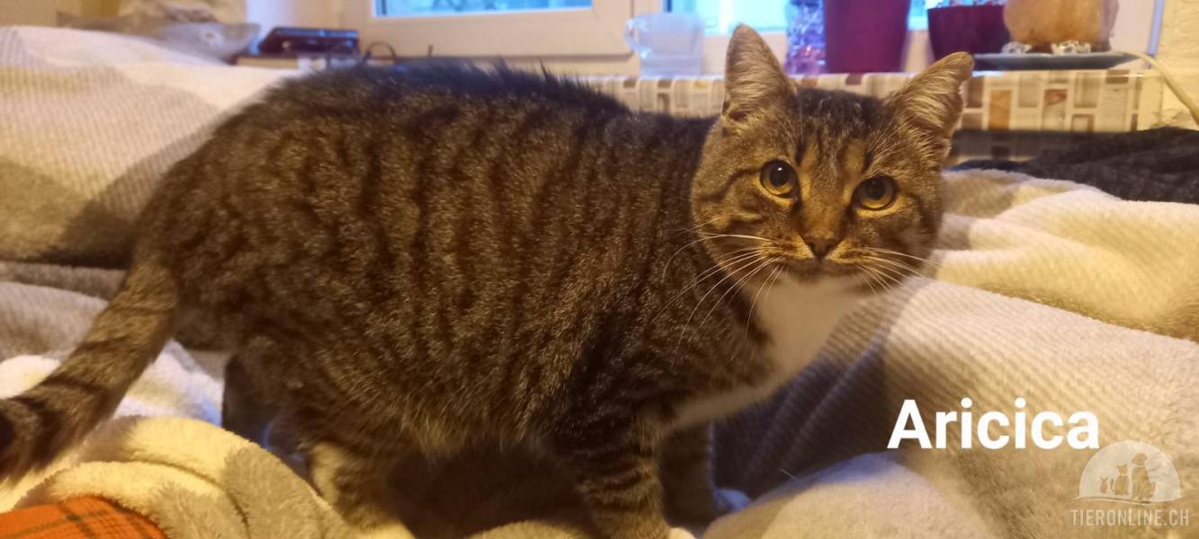 Katzen Ausland