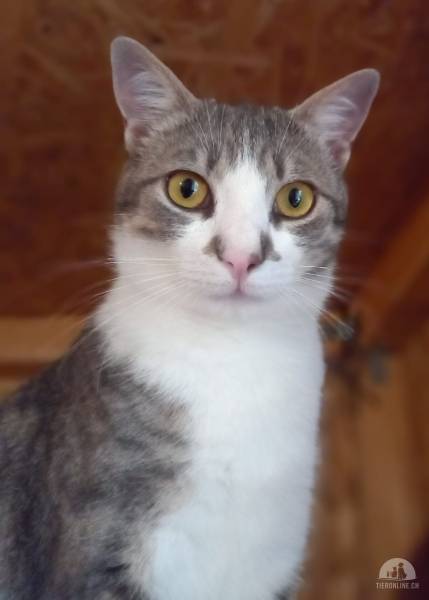 Katzen Ausland