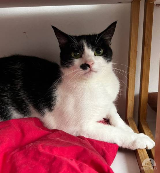 Katzen Ausland