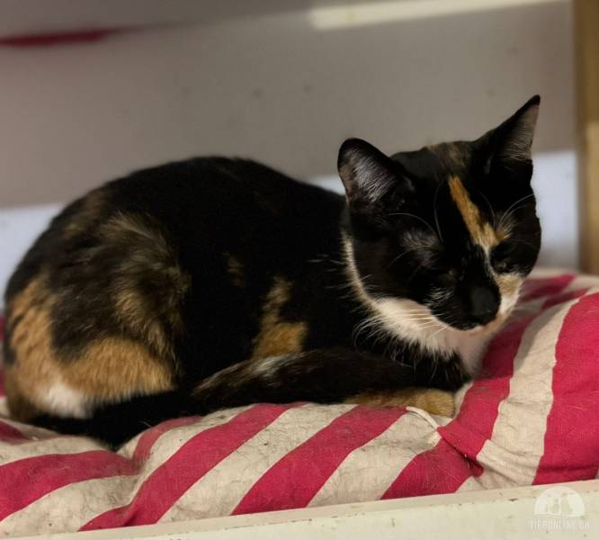 Katzen Ausland