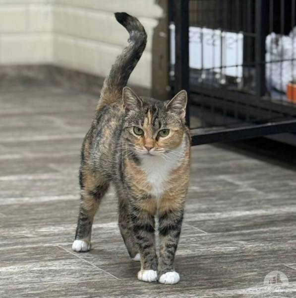 Katzen Ausland