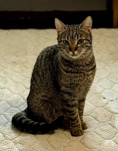 Katzen Ausland