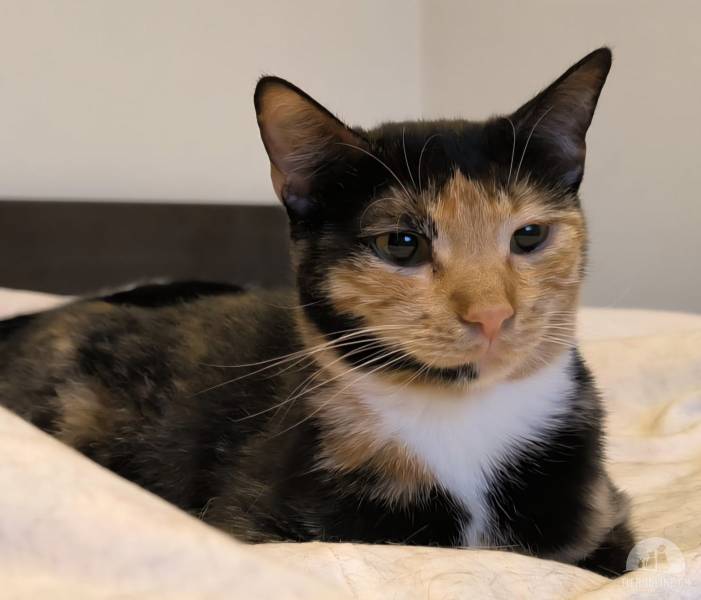 Katzen Ausland