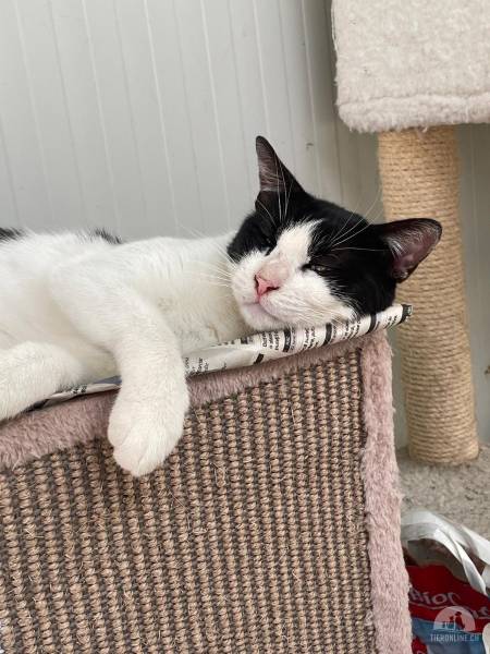 Katzen Ausland