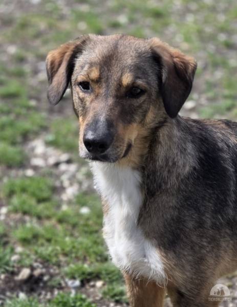 Hunde Ausland