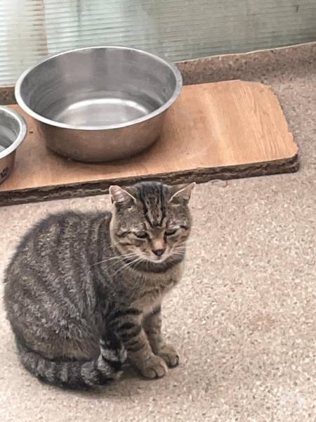 Katzen Ausland
