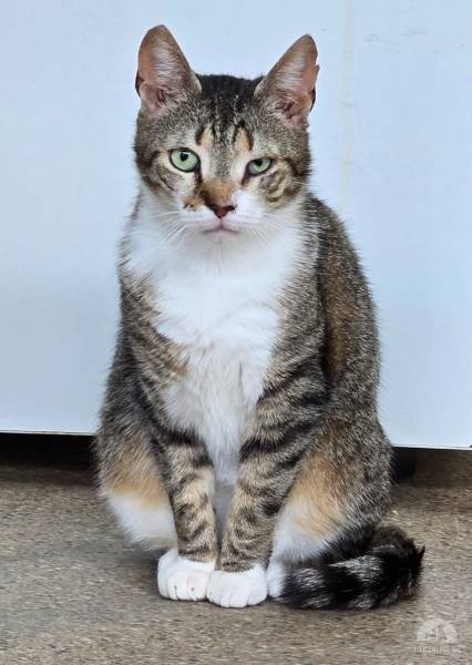 Katzen Ausland