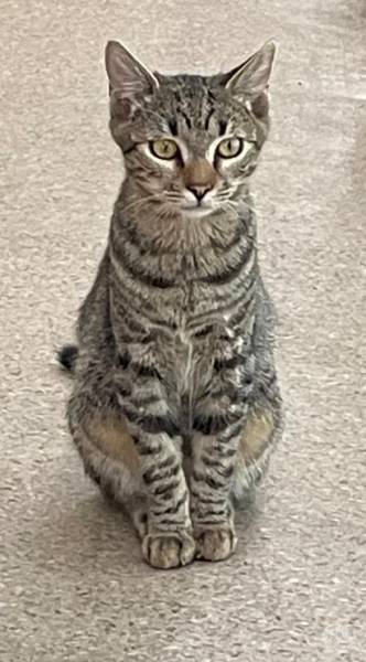 Katzen Ausland