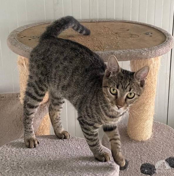 Katzen Ausland