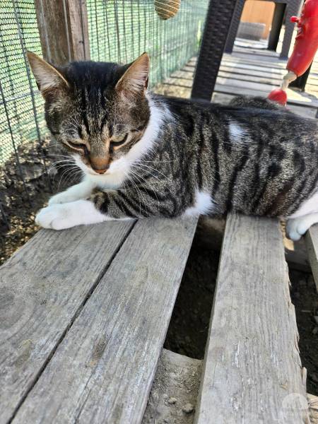 Katzen Ausland