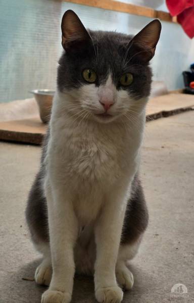 Katzen Ausland