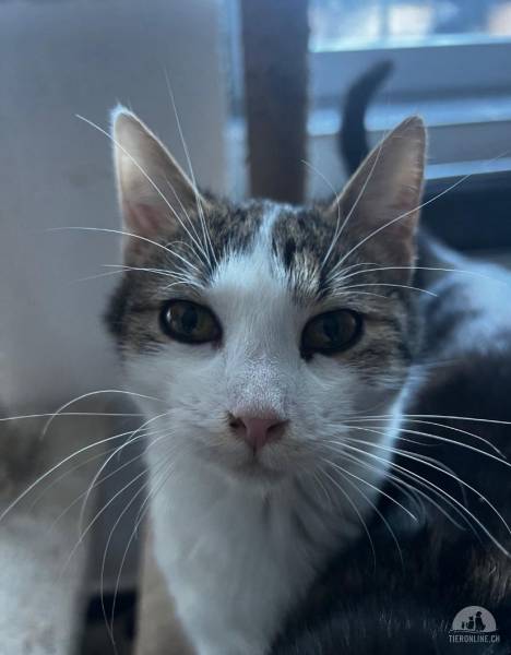 Katzen Ausland