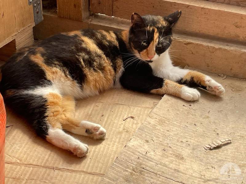 Katzen Ausland