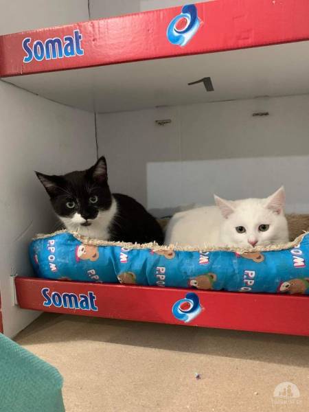 Katzen Ausland
