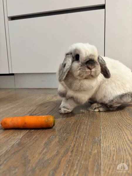 Nagetiere