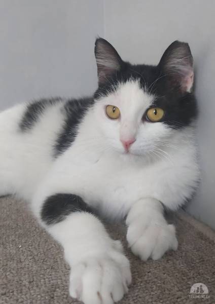 Katzen Schweiz