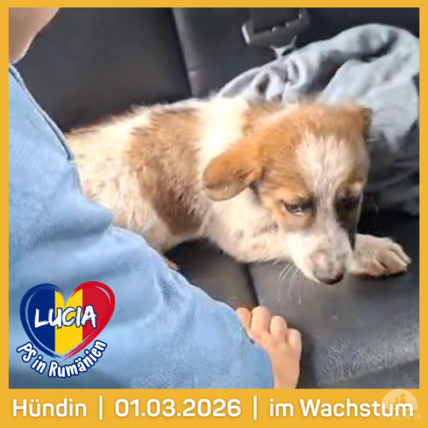 Hunde Ausland