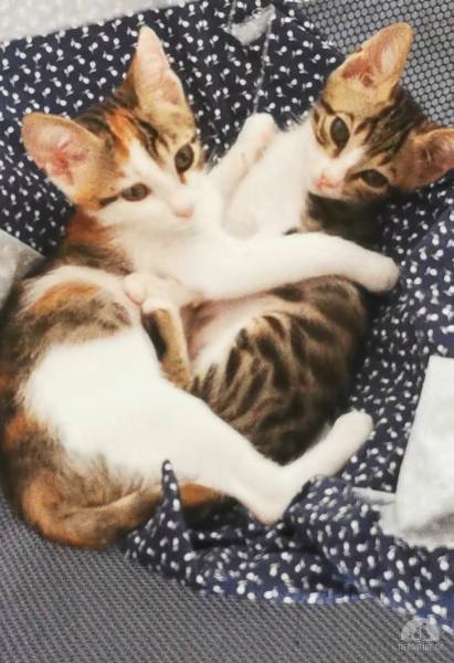 Katzen Ausland