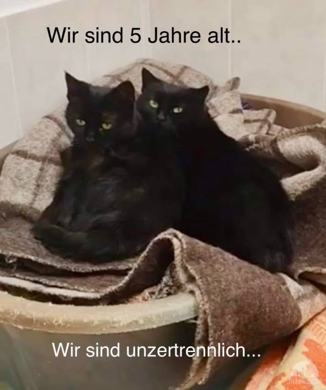 Grustinka und Bonnie, sanfte Schwestern