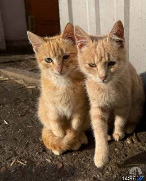 Katzen Ausland